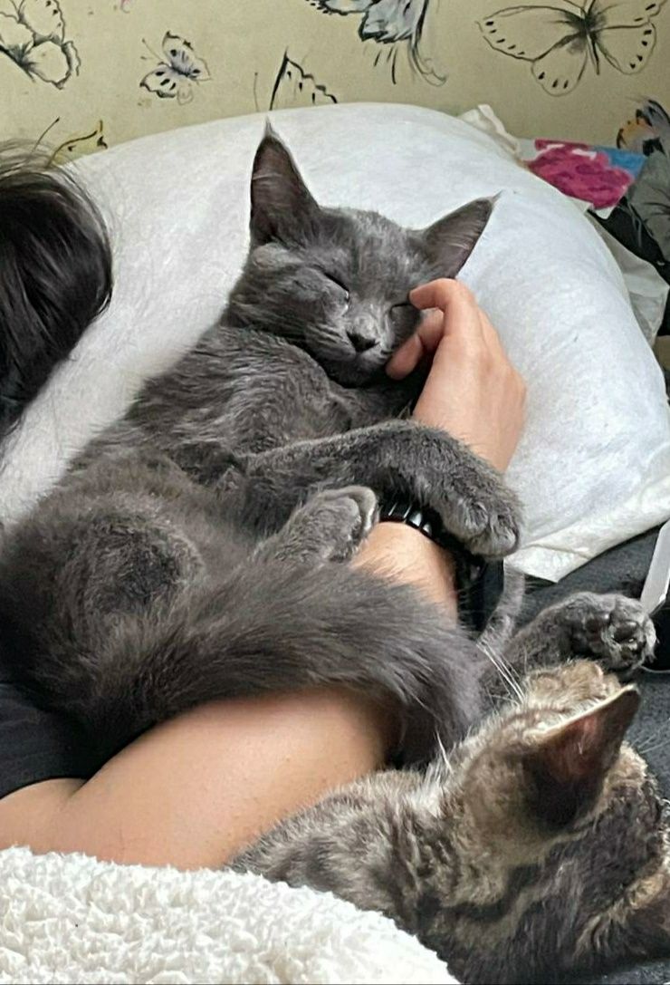 Котик ищет любящую семью