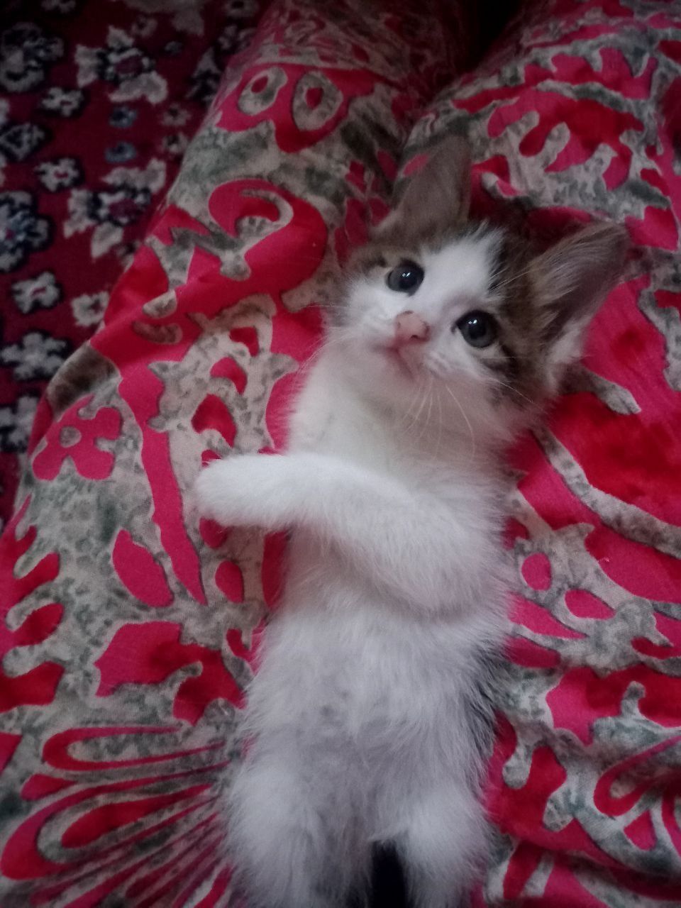 Uy mushukcha Si Mehribon qollarga hadyaga beriladi