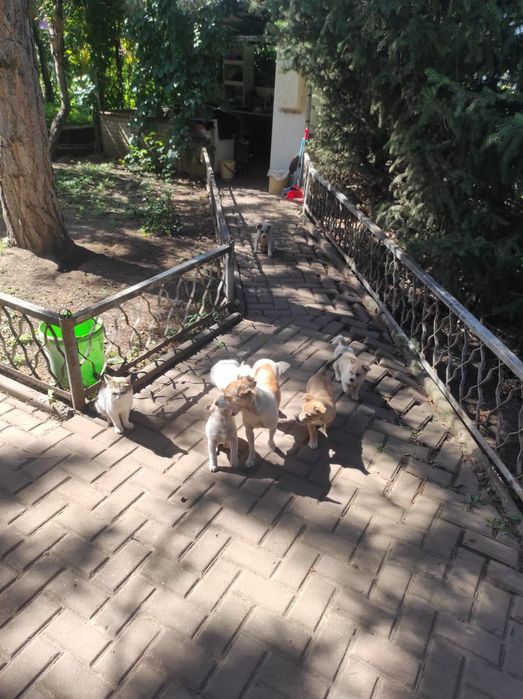 Отдам щенков в добрые руки