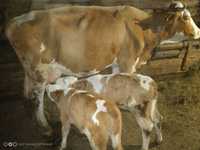 Se oferă vacă fătată spre vânzare