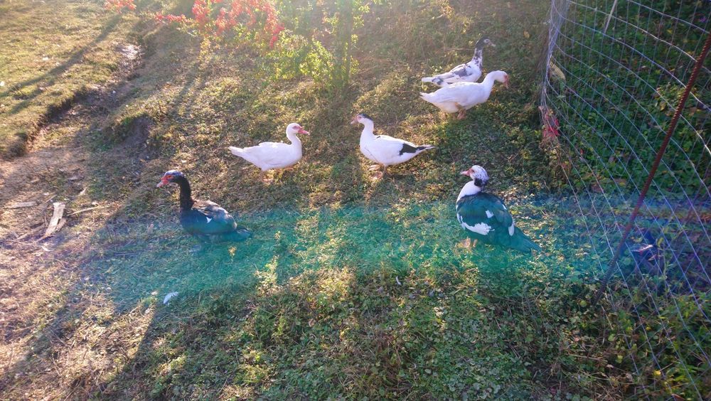 Rațe mute de vânzare