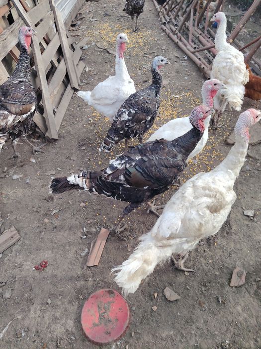 Vând curcani de anul asta