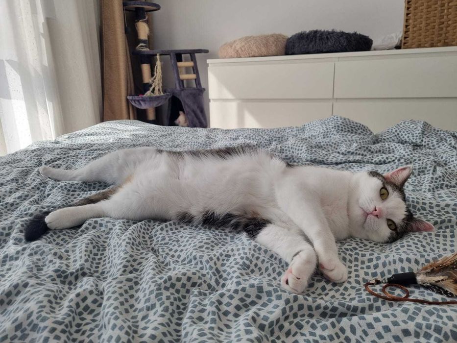 Petsitter / cazare animalute / dog walker Bucuresti