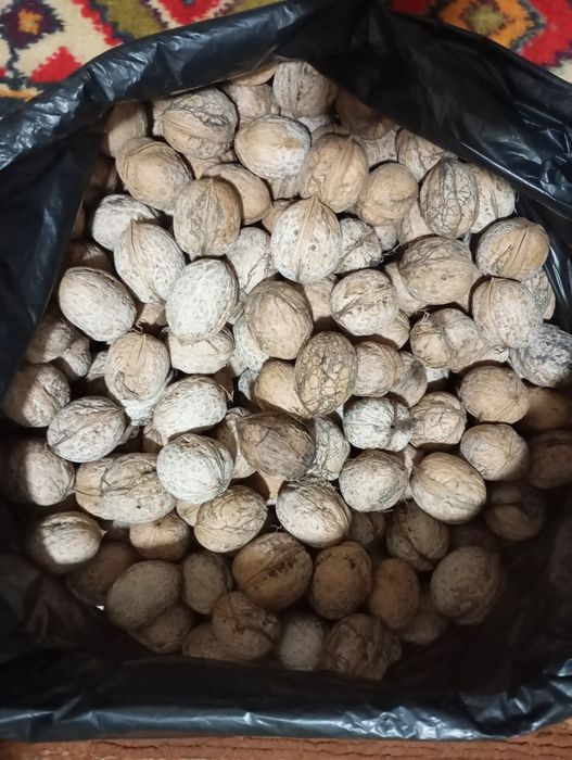 Орехи грецкие Чирчик