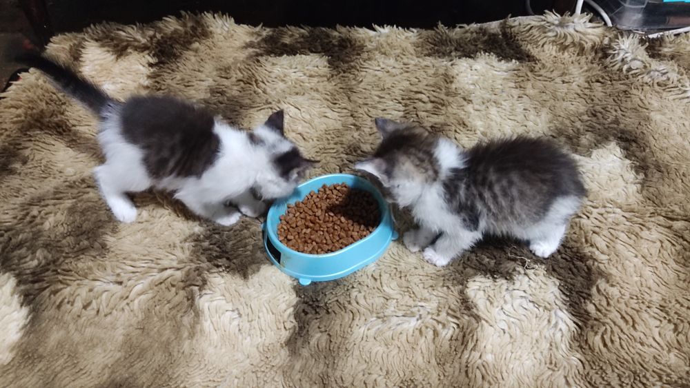 Отдам котят в добрые руки