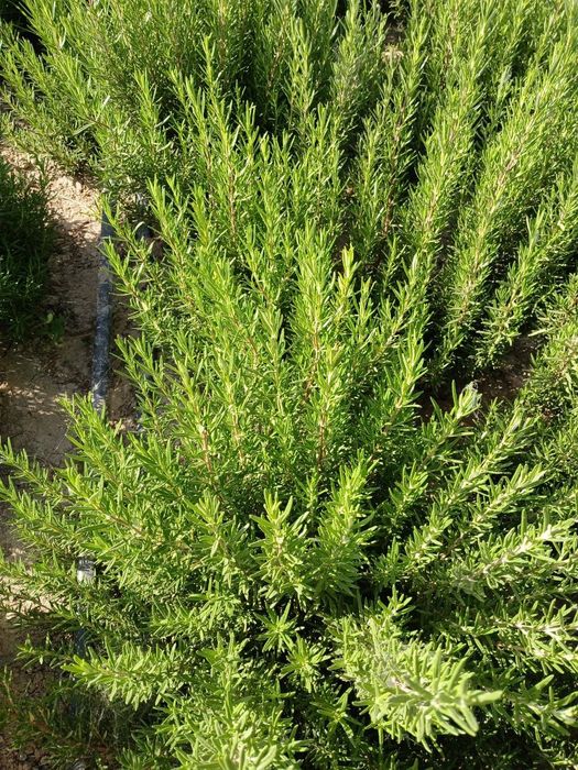 Продаётся Розмарин 1 кг = 40 000