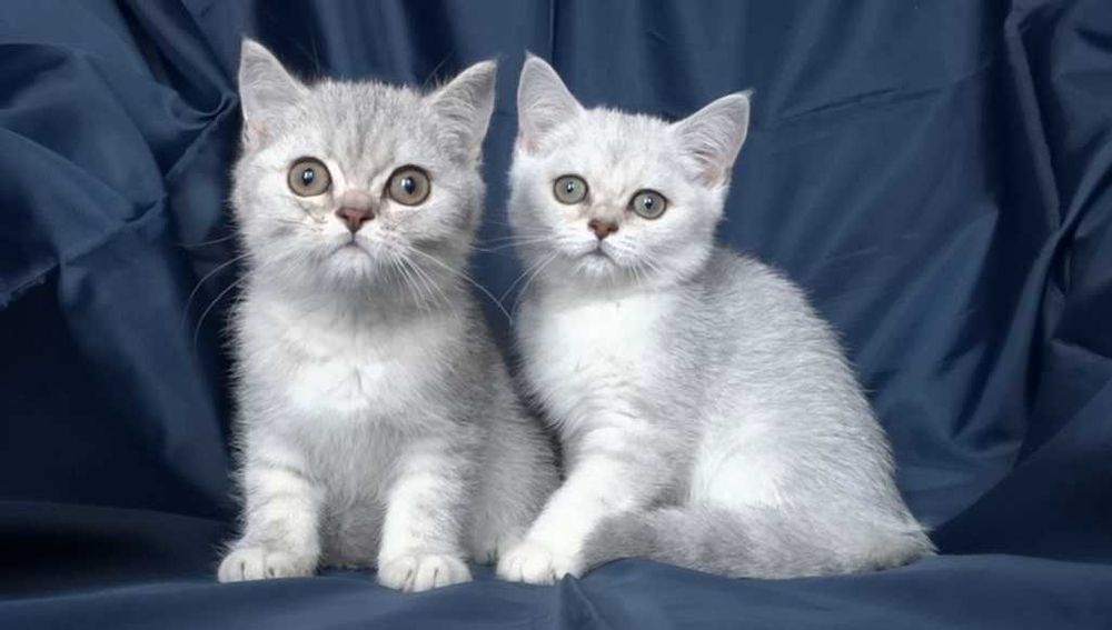 Британски чистокръвни късокосмести котенца