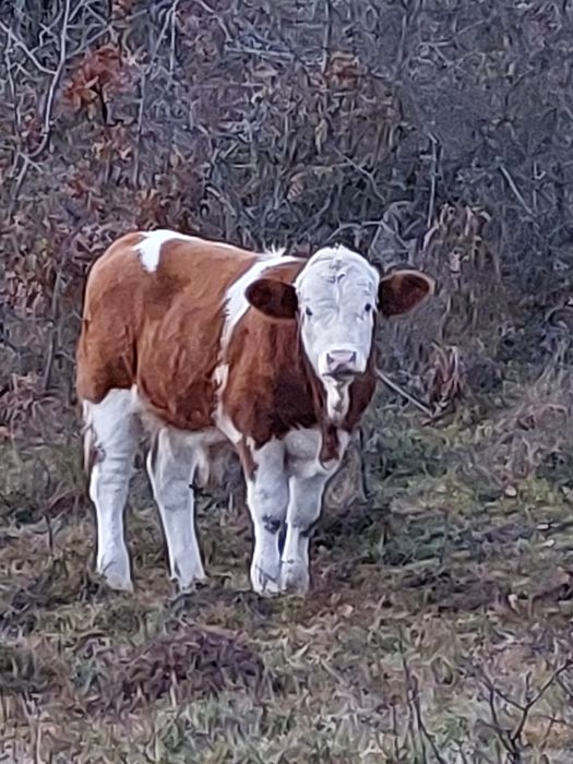 Vând viței bălțata românească