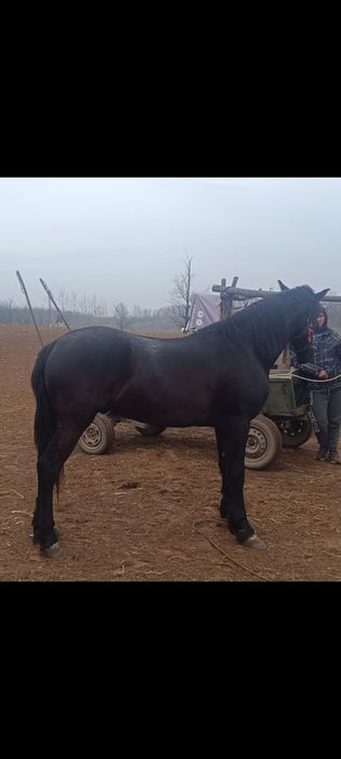 Vând cal metis frizian