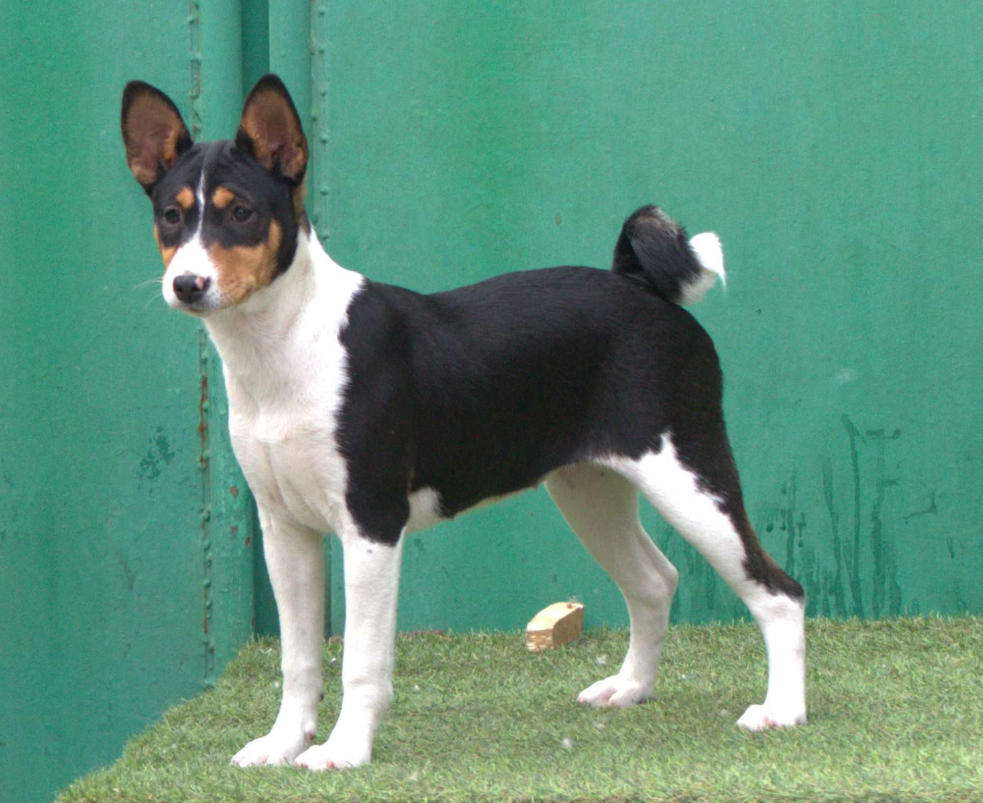 disponibili catel Basenji,cu pedigree FCI