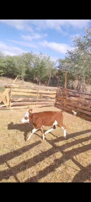 Vând 2 vițele preț 5500 lei.