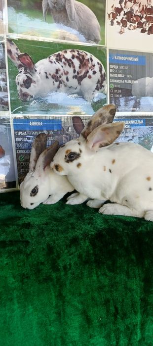 Рекс триколор куёнлари