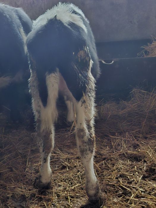 Vând tauras intarcat