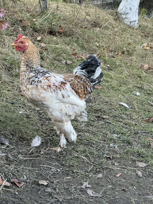 Cocoșii  de vanzare