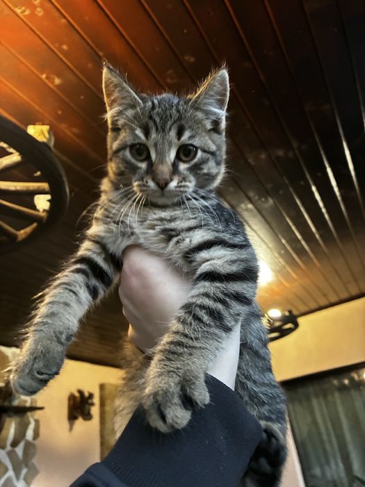 Котета които спешно си търсят дом