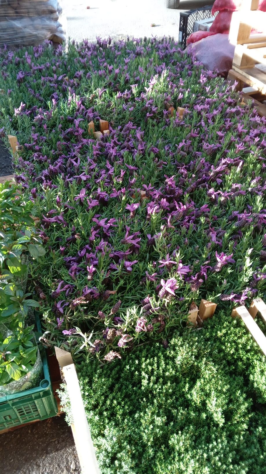 Lavanda rozmarin, oregano