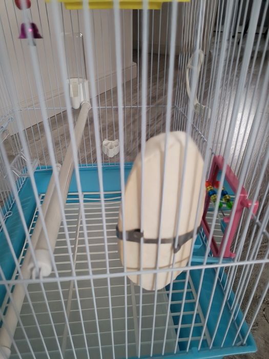 Colivie papagal albastra