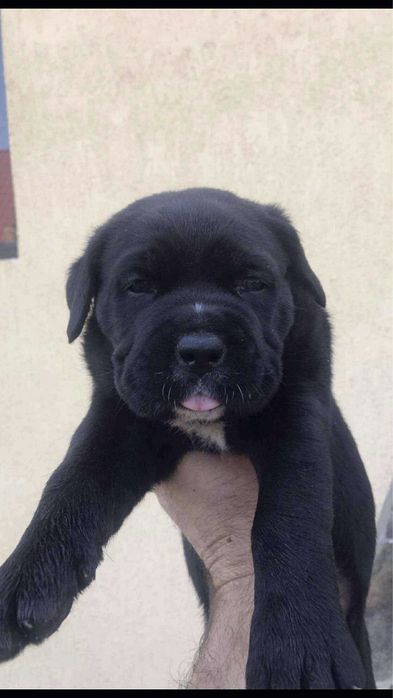 Femela cane corso cu pedigree fci