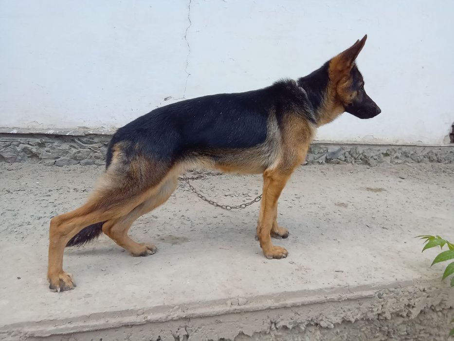 7 ойлик урғочи немецкий овчарка