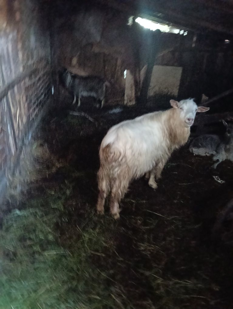 De vânzare 2 capre un țap și o iediță sură toate la un loc