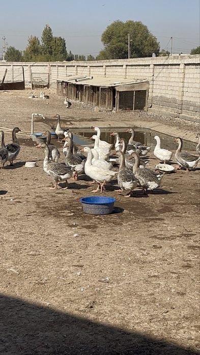 Гоз гуси gʻoz крупный серий ва холмогорский гозлари сотилпди