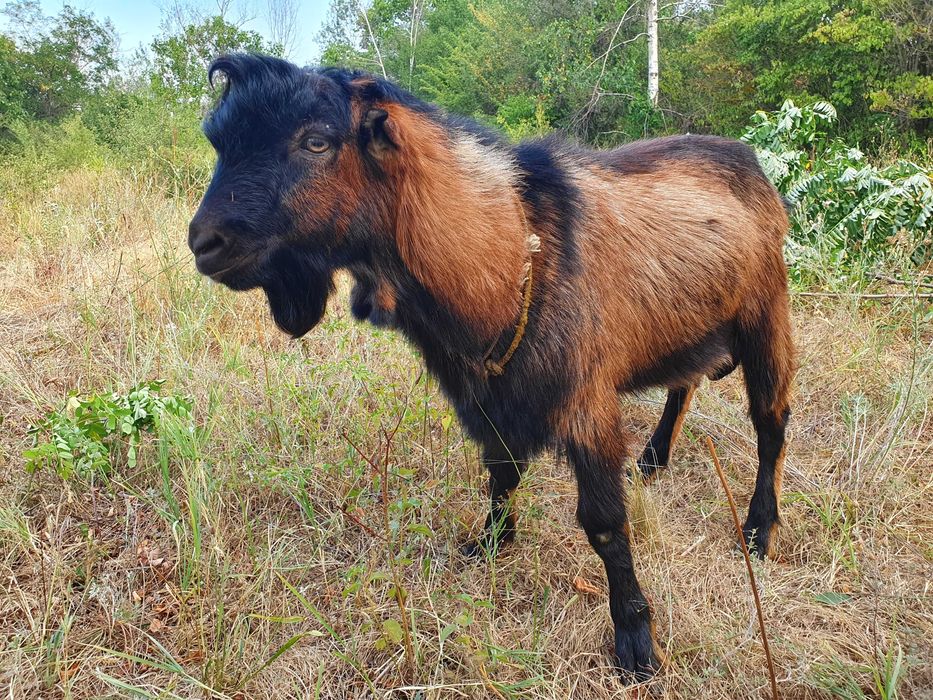 Tap Alpin Francez rasa pura