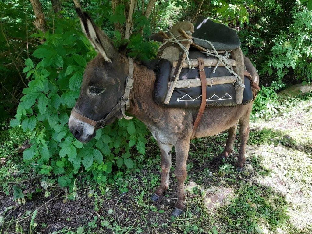 Продава се мъжко  младо магаре !!!