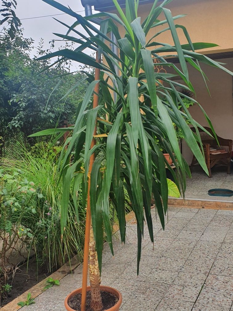 Yuca palmier ornamental 2 m