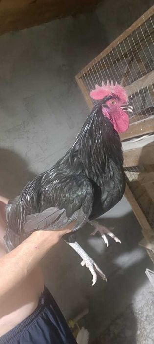 Продам чёрного петуха и курицу