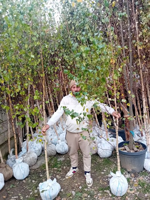 Vând copaci ornamentali foioase Mesteacăn, teii, platani