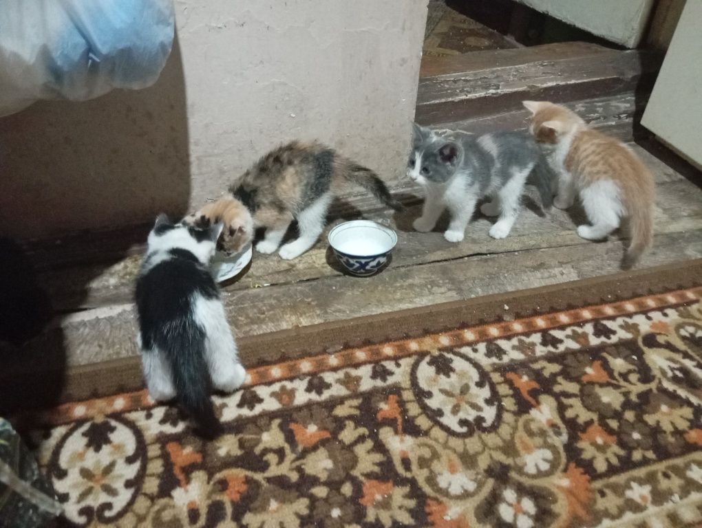 Отдам котят в хорошие добрые руки