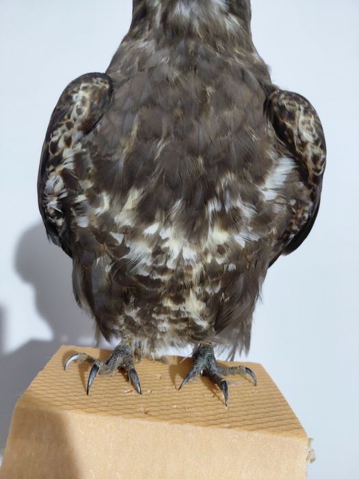 Uliu impaiat, taxidermie U2