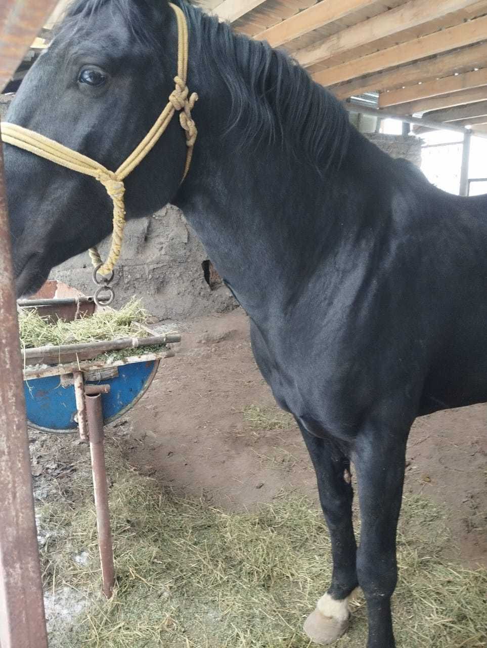 Лошадь Карачайской пароды
