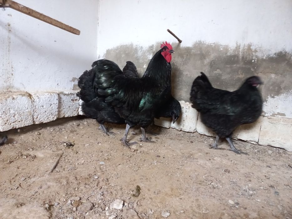 Австралорп тауыктар сатылады