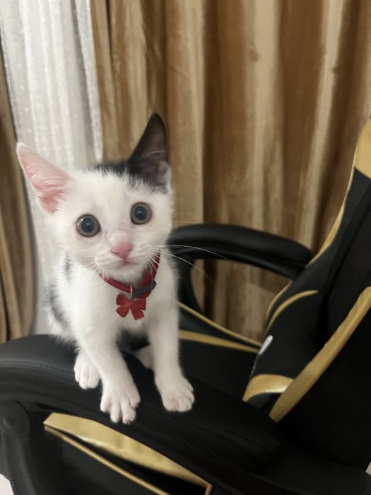 Котенок изет любящую семью