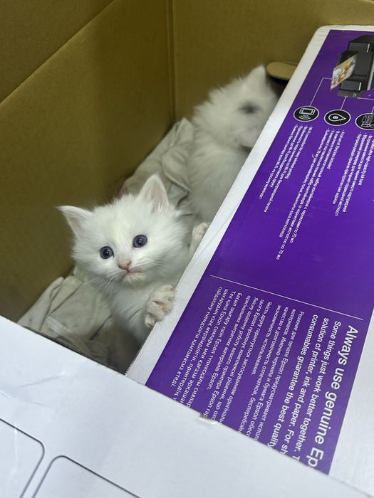 Продаю домашних котят