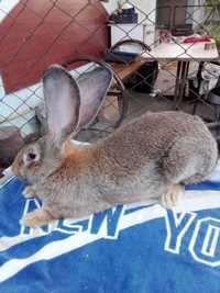 Продам кроликов породы фландр