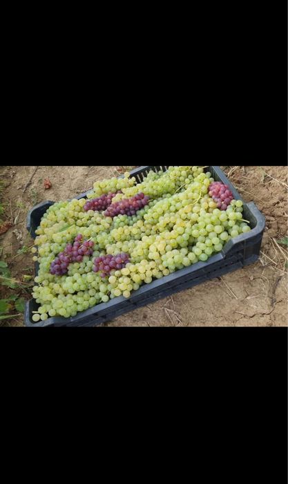 Struguri de vin