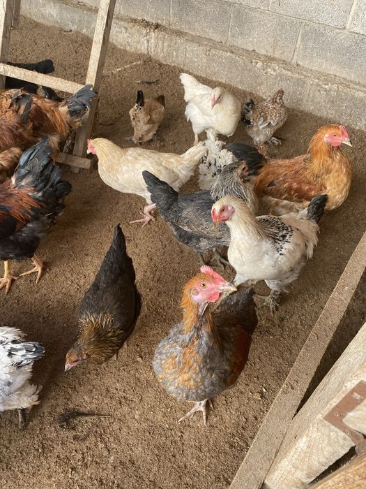 Куры петухи  есть породистый