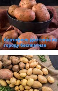 Картофель доставка 100-140