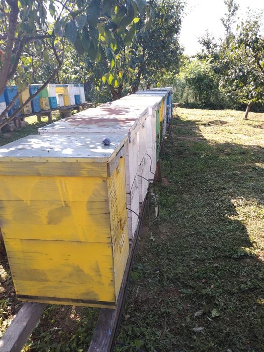 Stupi de albine familii 370 / stup