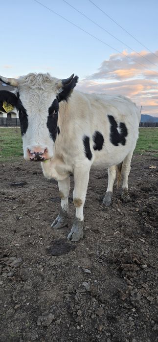 De vanzare vaci bune te tinut(nu sunt pentru taiat)