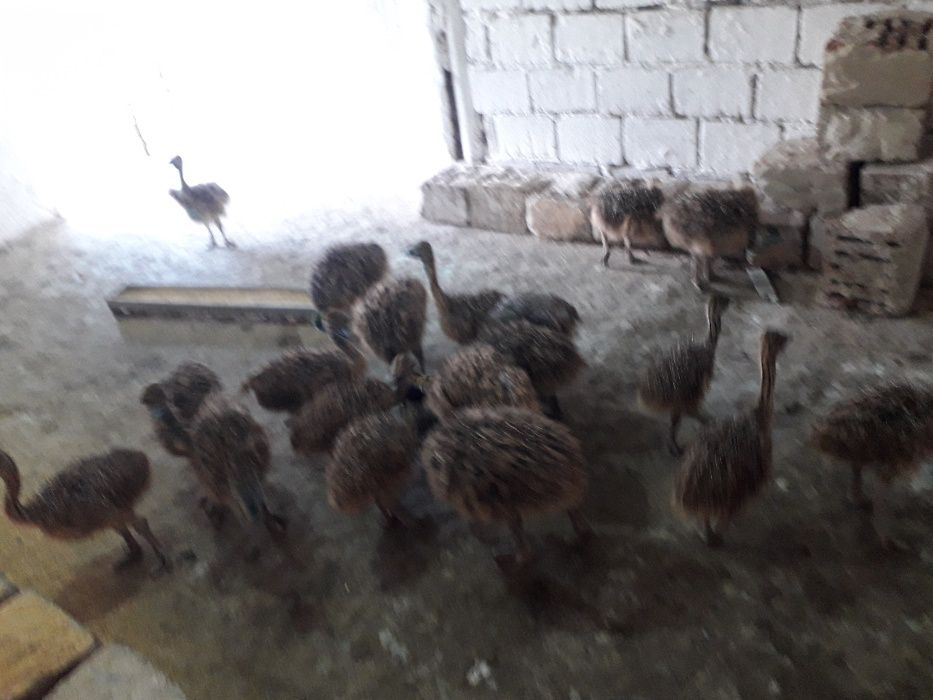 OCAZIE!!! pui de struti