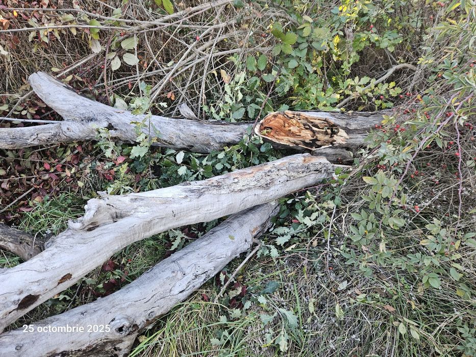 Lemne de vânzare uscate, Domnesti, Arges. Cred ca sunt cam o căruță.