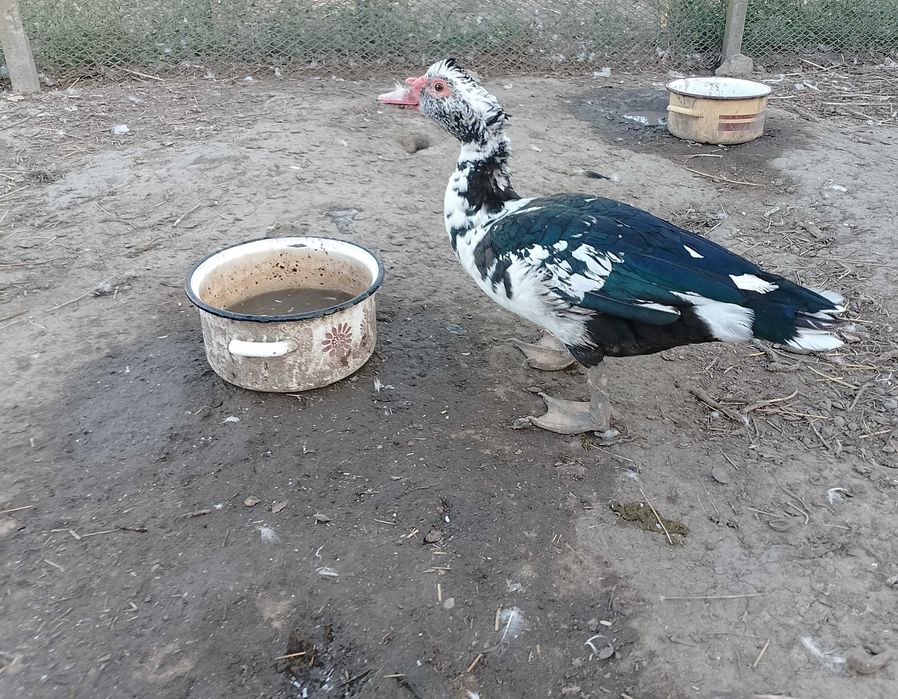 De vânzare rațe mute!