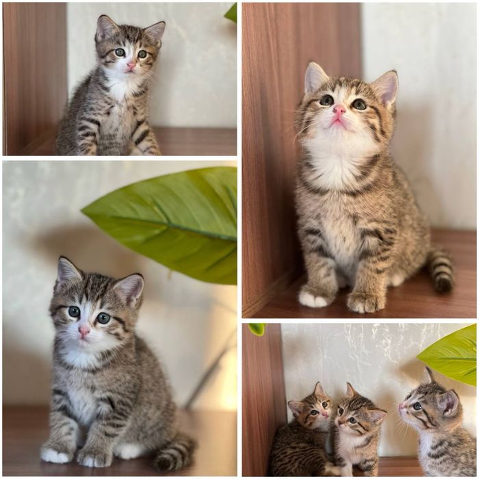 Продаются британские  котята