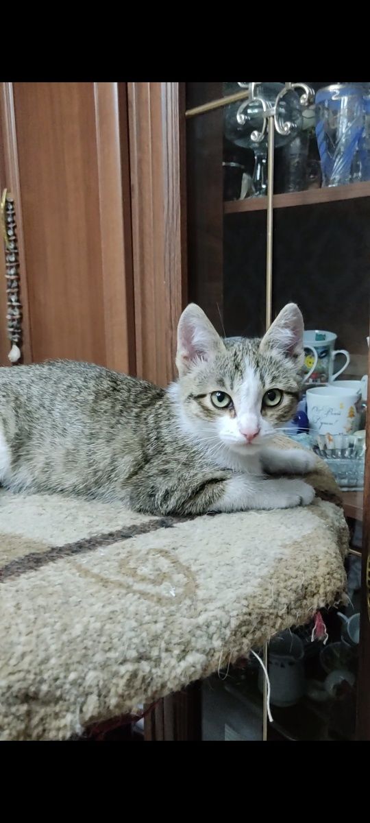 Котёнок девочка в добрые руки