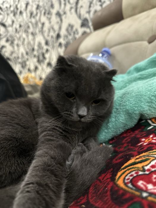 Британский вислоухий 1 еш хали хеч ким билан кушилмаган мальчик