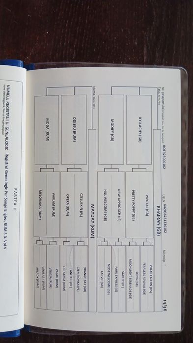 Armasar pur sange englez