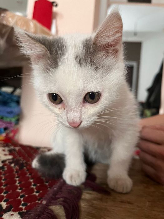 Отдам котенка